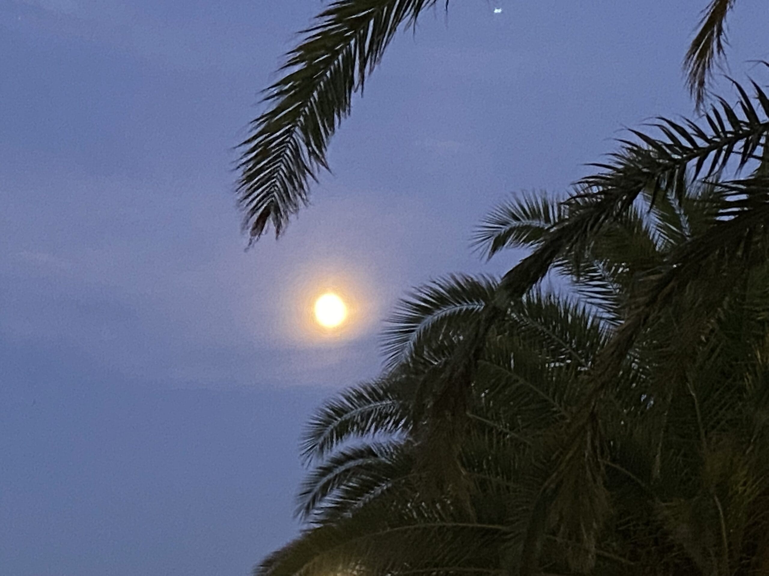night skyline with silhouette of palm tree; full moon