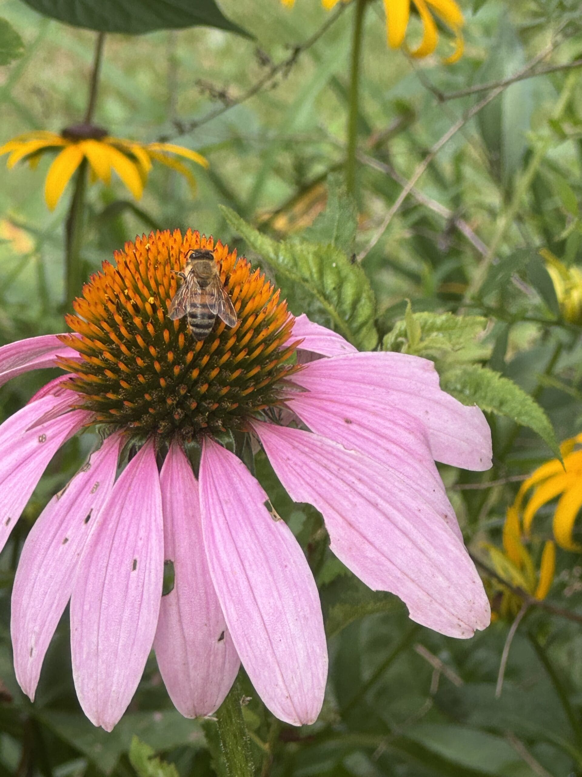 Bee on echinacea flower